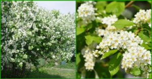 cheremuxa-obyknovennaya-ot-komarov