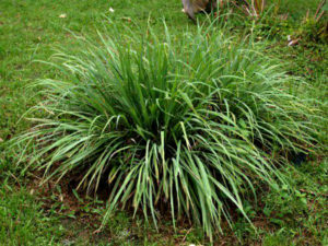 citronella-v-sadu-1
