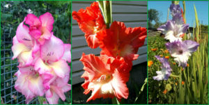 gladiolus-na-klumbax