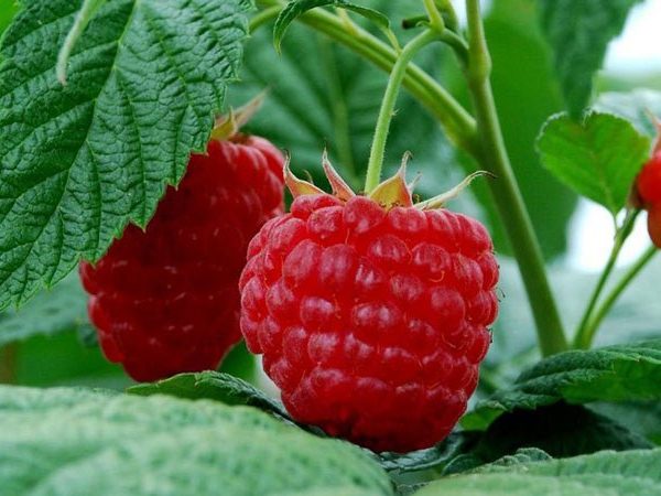 Уход за малиной весной: 3 шага к большим урожаям