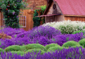 lavanda-v-sadu-ot-komarov