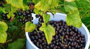 как посадить смородину осенью саженцами и черенками