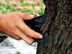 уход за яблоней осенью – обработка от болезней и вредителей