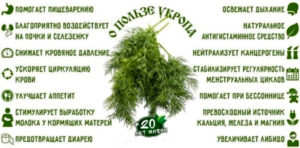 лечебные свойства укропа, противопоказания и применение